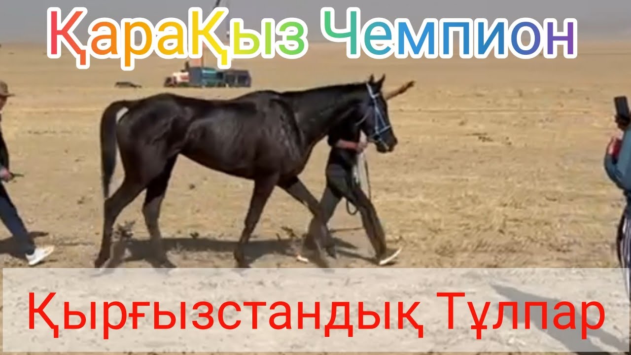 АЛАМАН бәйге 27 км.🏆🥇ҚараҚыз🥇🏆. 16.10.2022 жыл Жамбыл облысы, Қордай ауданы
