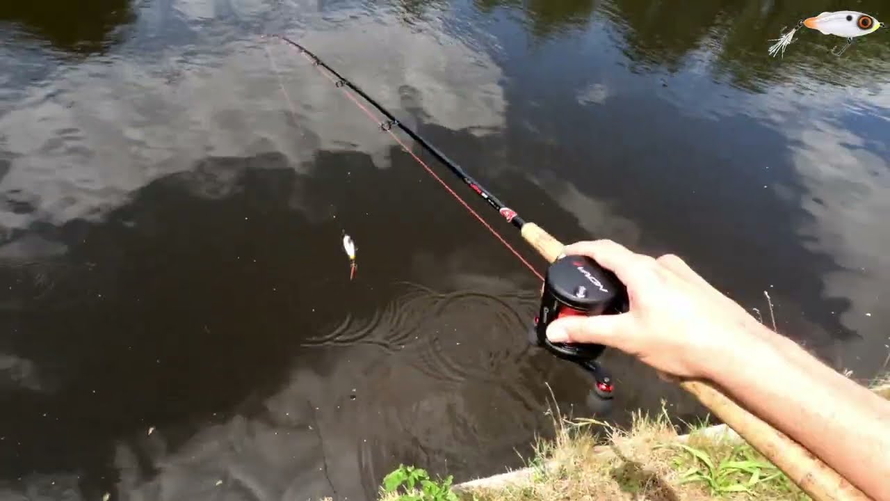 Snoekbaars jaagt in de oppervlakte achter mijn Spro Iris Flash Jerk aan!!!