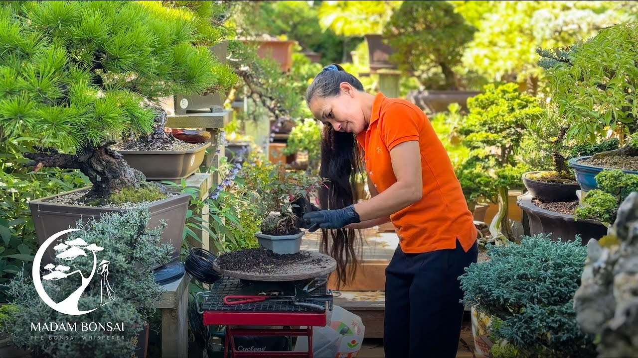 Изменение внешнего вида бонсай из фуксии на камне с помощью Madam Bonsai.