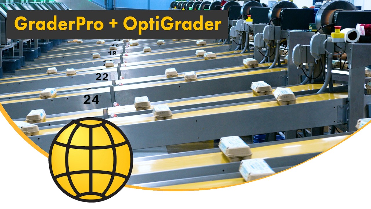 Inside a 5 Million Eggs/Day Egg Grading Plant | GraderPro & OptiGrader | SANOVO