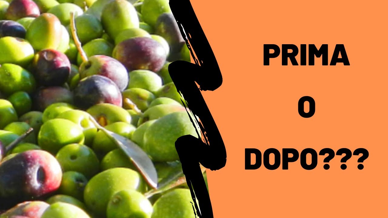 Quando raccogliere le olive???