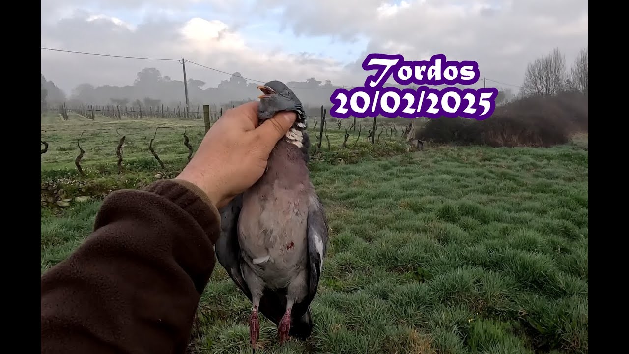 Caça aos Tordos (20-02-2025) - Fui aos Tordos e trouxe Pombos!