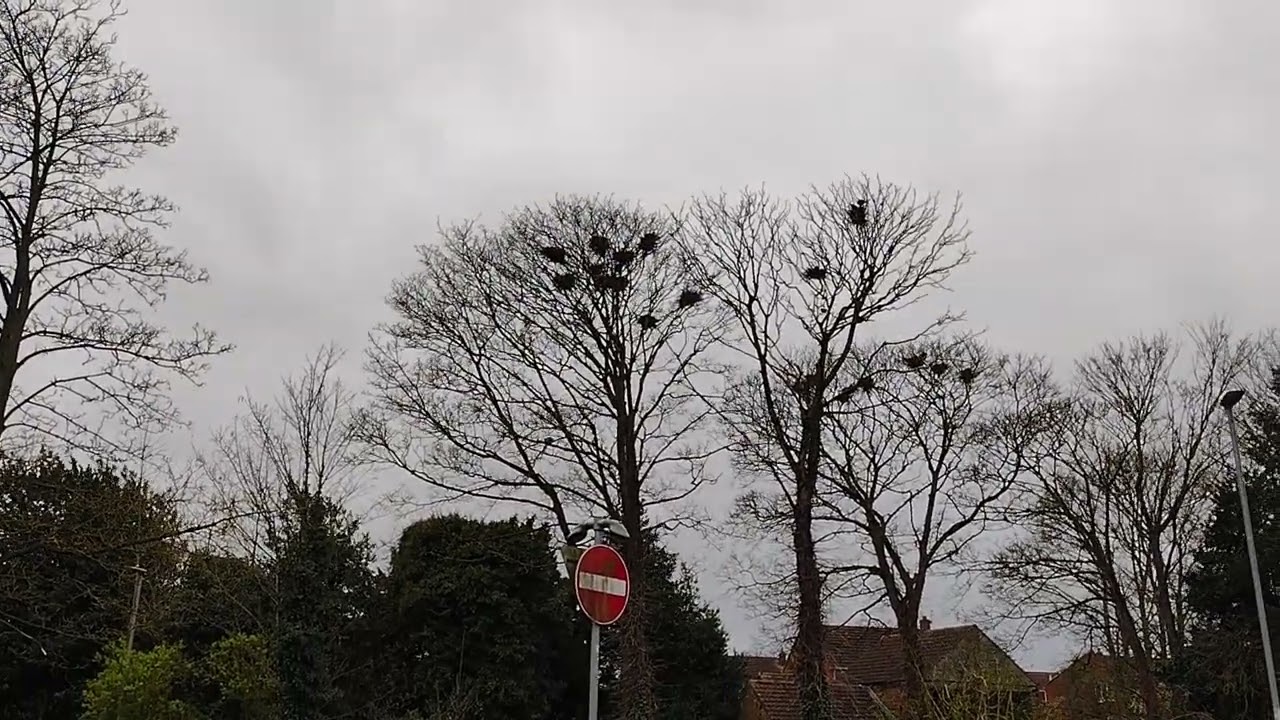 A Rookery at Haxey England