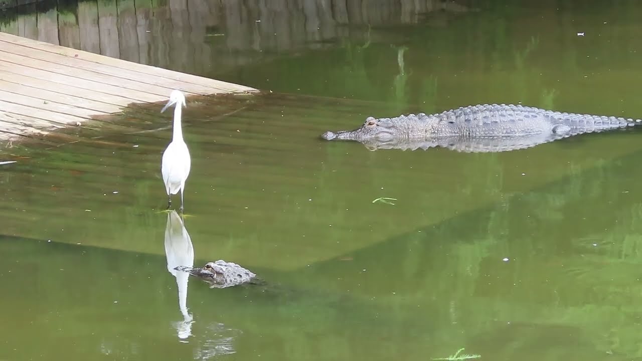 Great Egrets & Snowy Egrets in Cypress Trees, Wood Stork & Snowy Too Close to Alligator at Gatorland