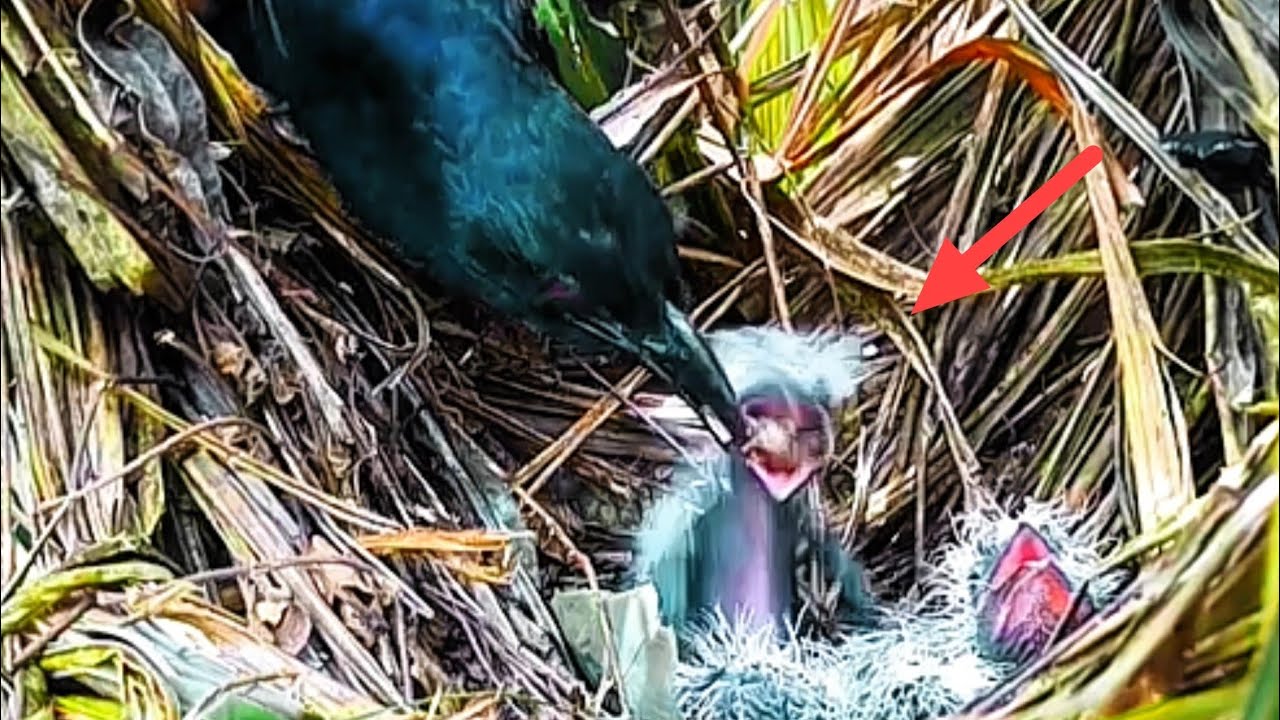 INDUK KESAL KARENA BAYI BURUNG TERLALU BERISIK