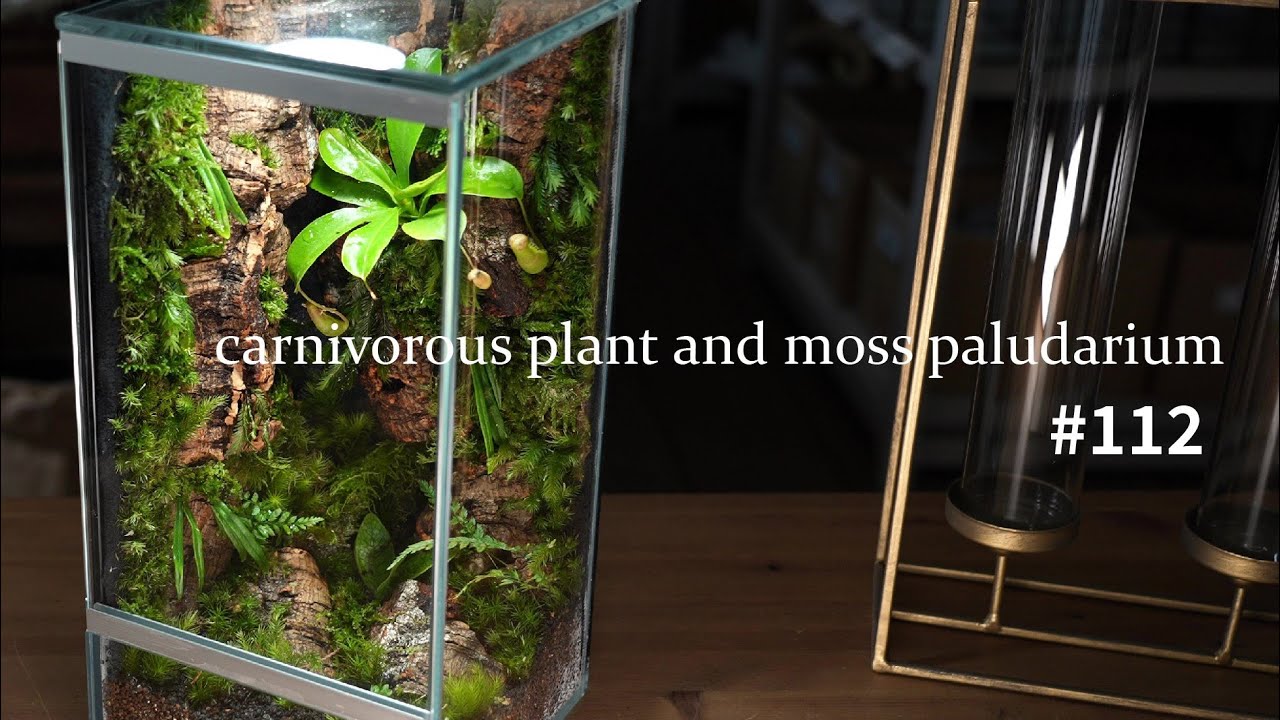 食虫植物(ネペンテス)とコケのパルダリウムを作る#112