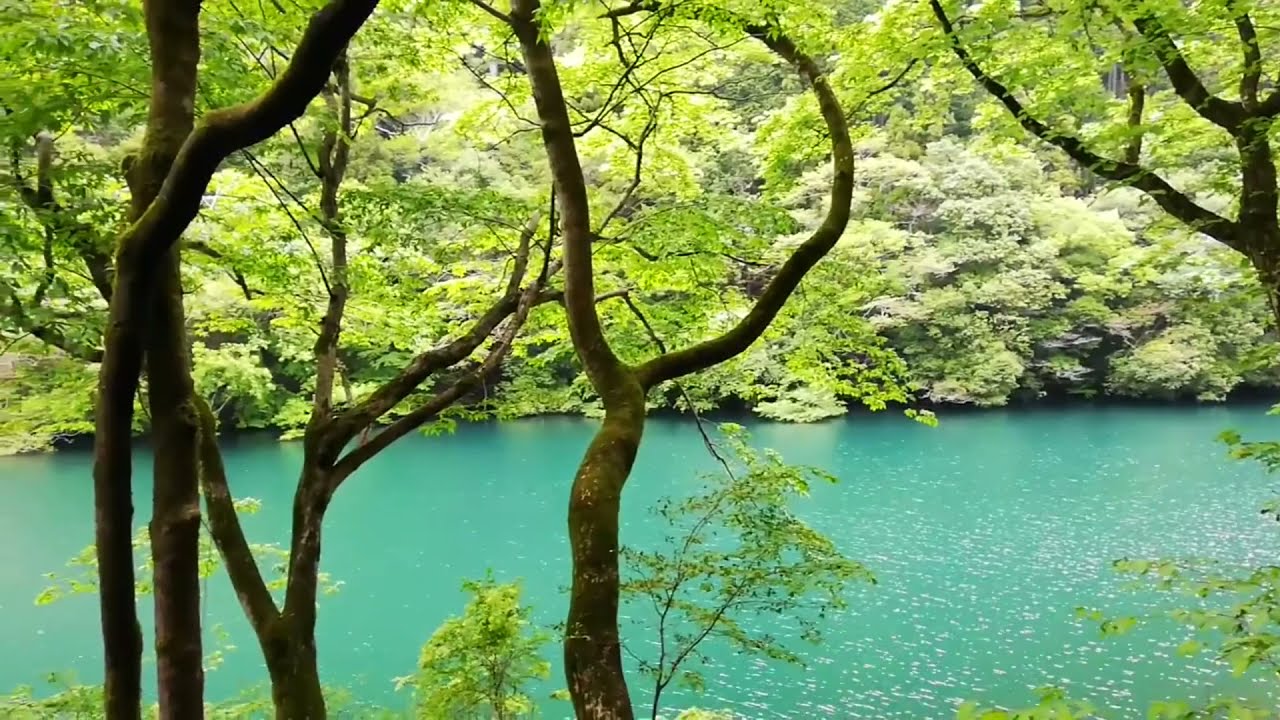 4新緑の奥多摩町　白丸遊歩道を歩いてみました　鳥の声が聞こえてきます