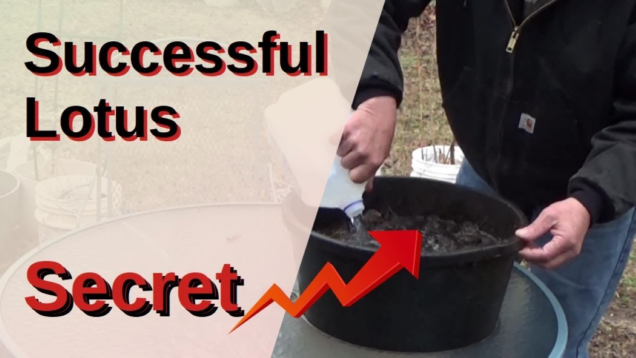 Secret To Soil Prep For Lotus Success 3-6-2022