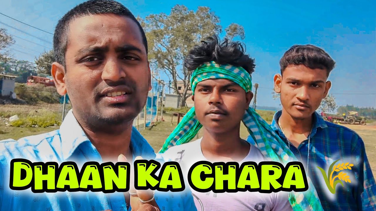 Dhaan ka CHARA 🌾😍