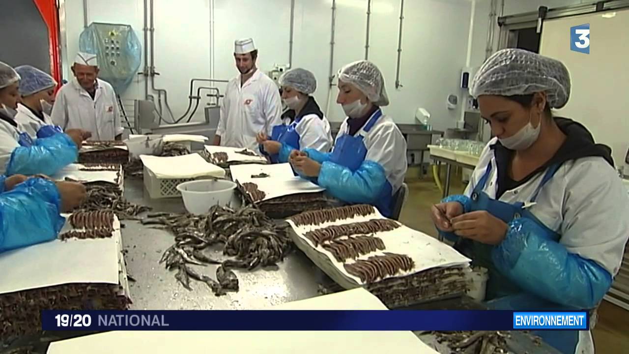 Les anchois de Collioure ont failli disparaître