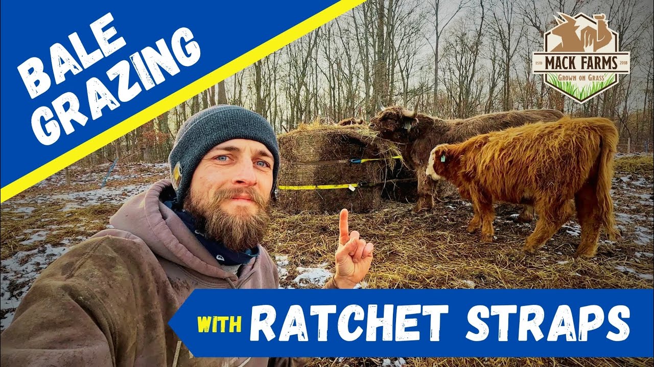 Bale Grazing... with Ratchet Straps