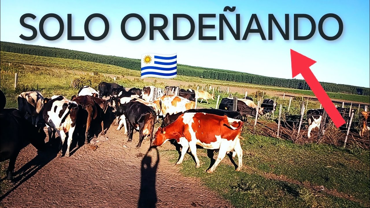 UNA TARDE DE ORDEÑE SOLO 
