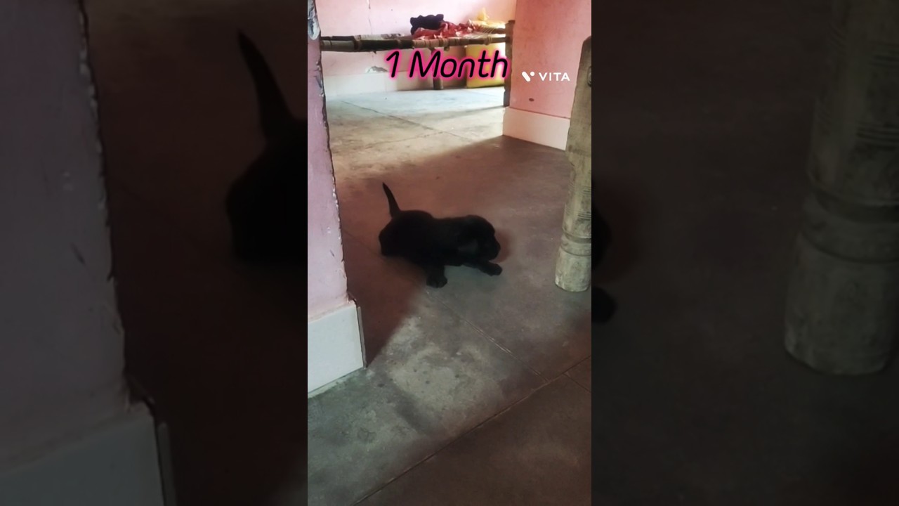 Converting of black labrador tyson from 1 month to 1 year love❤️💓