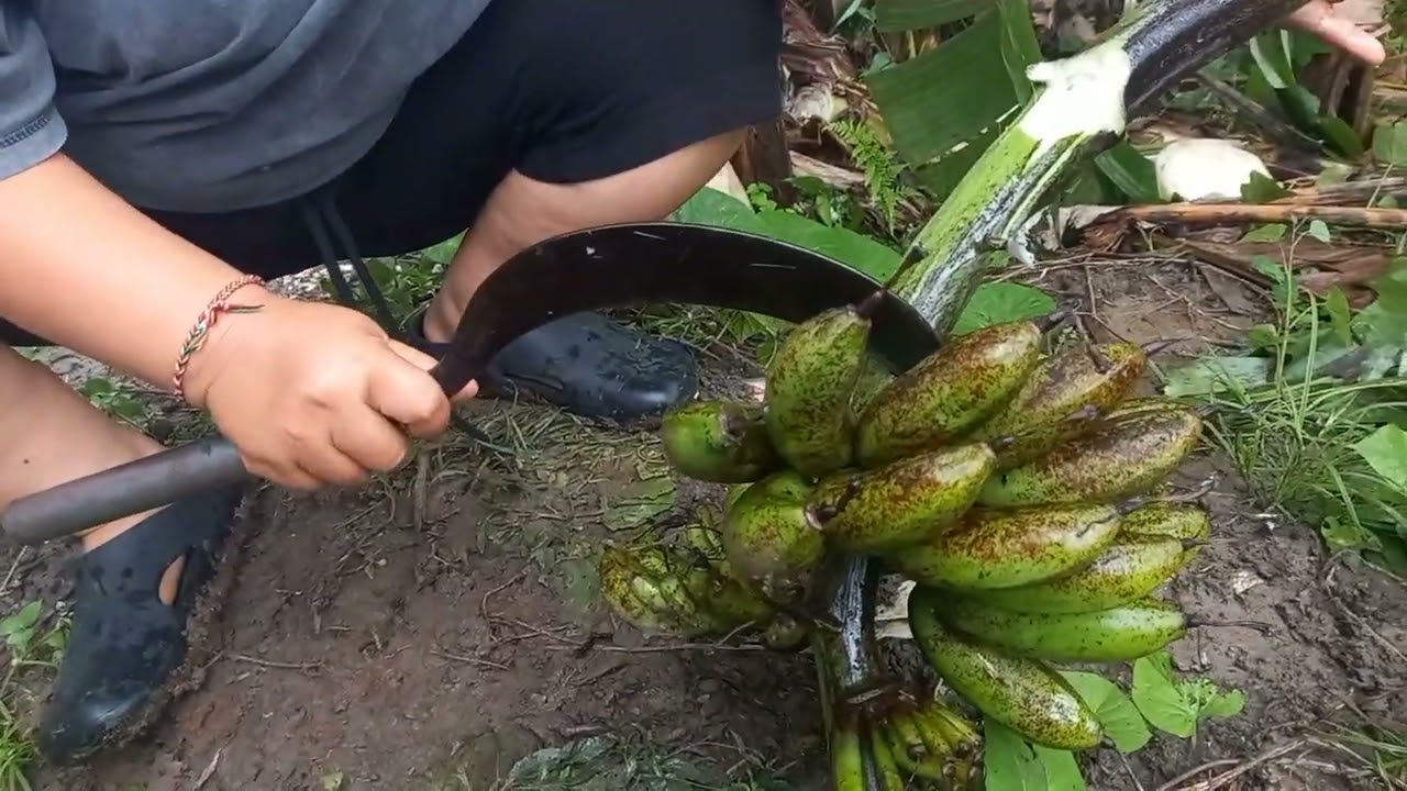 Panen pisang susu jumbo