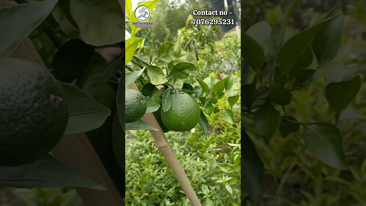 Dekopon orange plant available contact no - 7076295231 #plants #quality #best