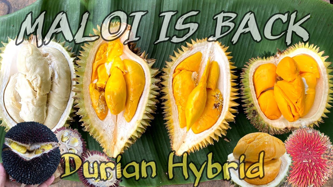 Mulai Melimpah ❗️MALOI, Perkawinan Silang antara Durian vs Lai (Pekawai)