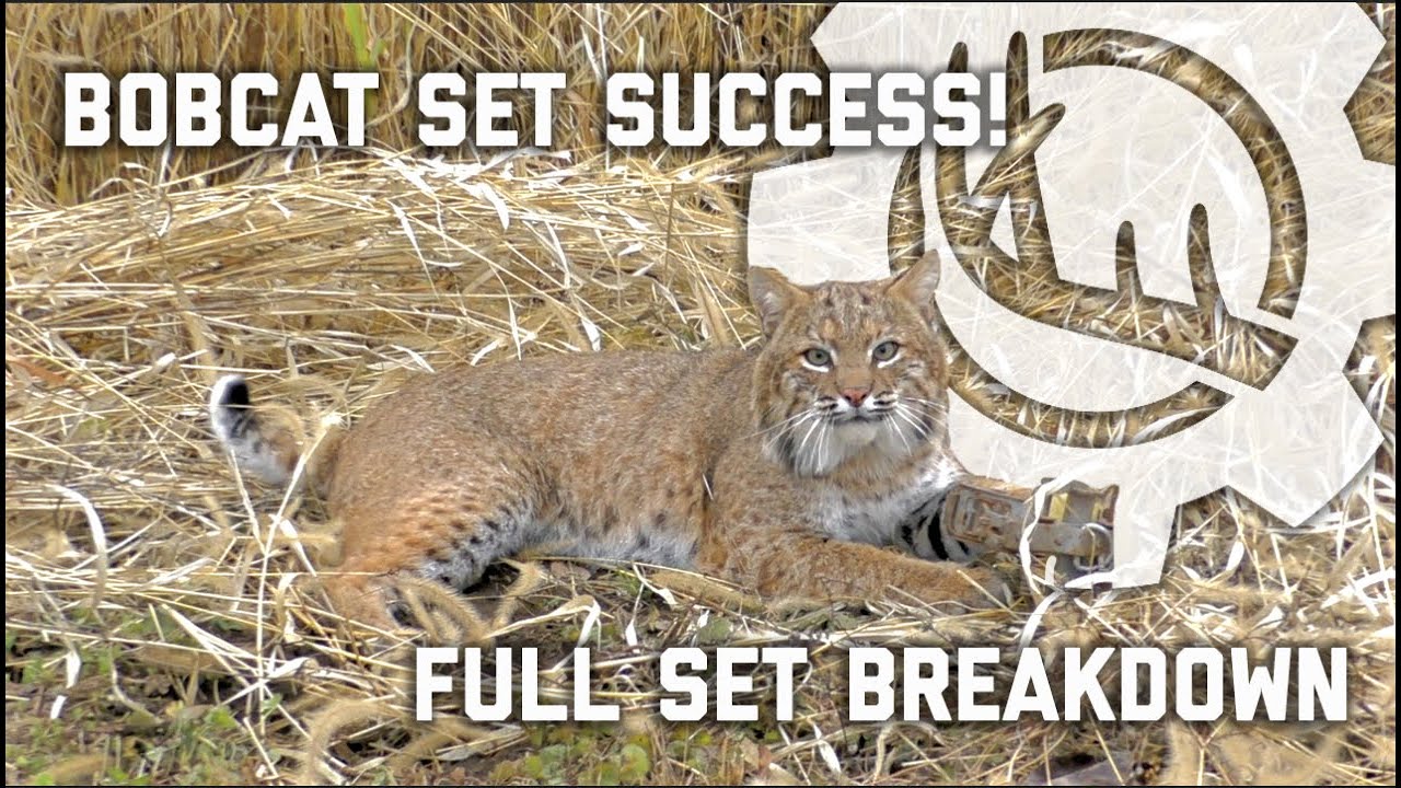 How To Make Sets For Bobcats