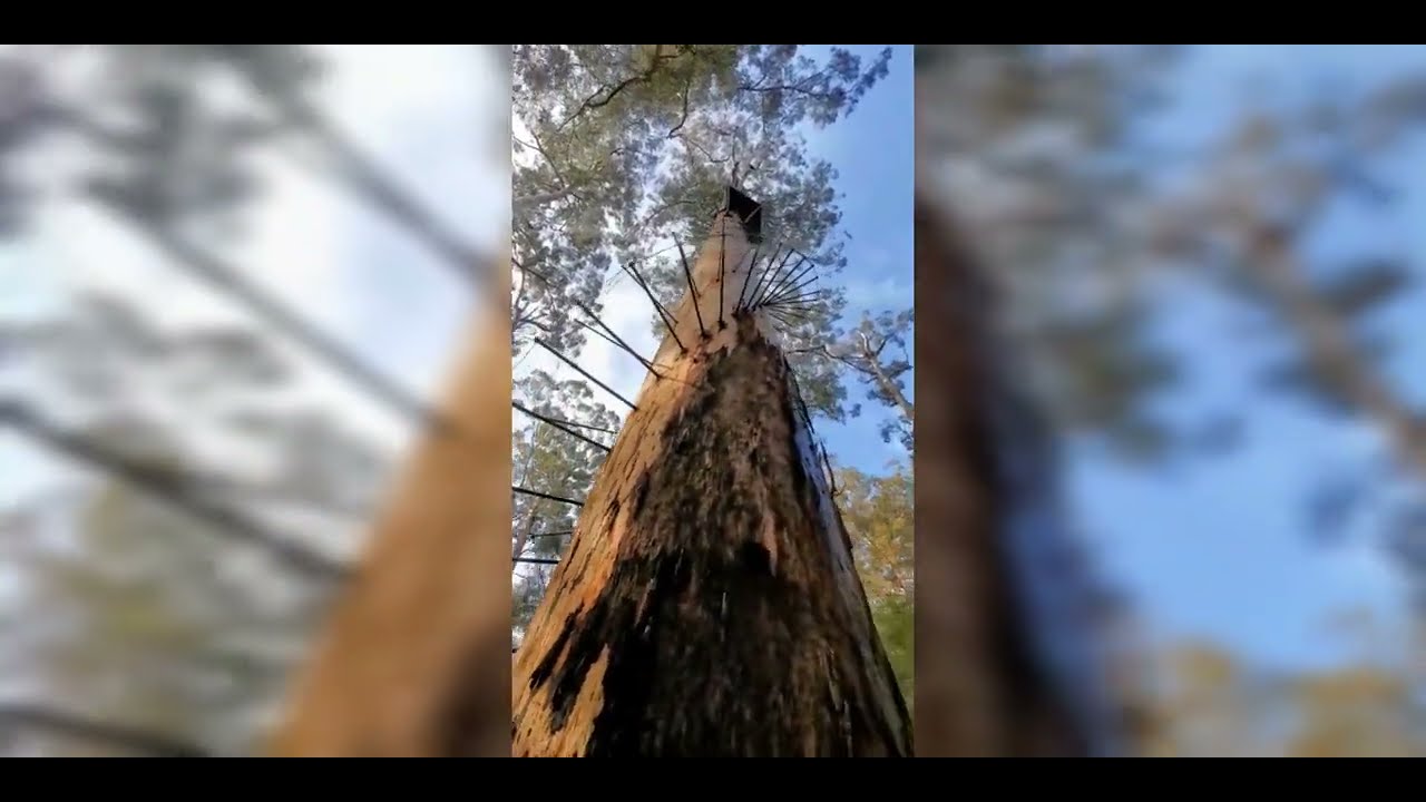 Big Lap Of OZ - WA - Pemberton & Surrounds