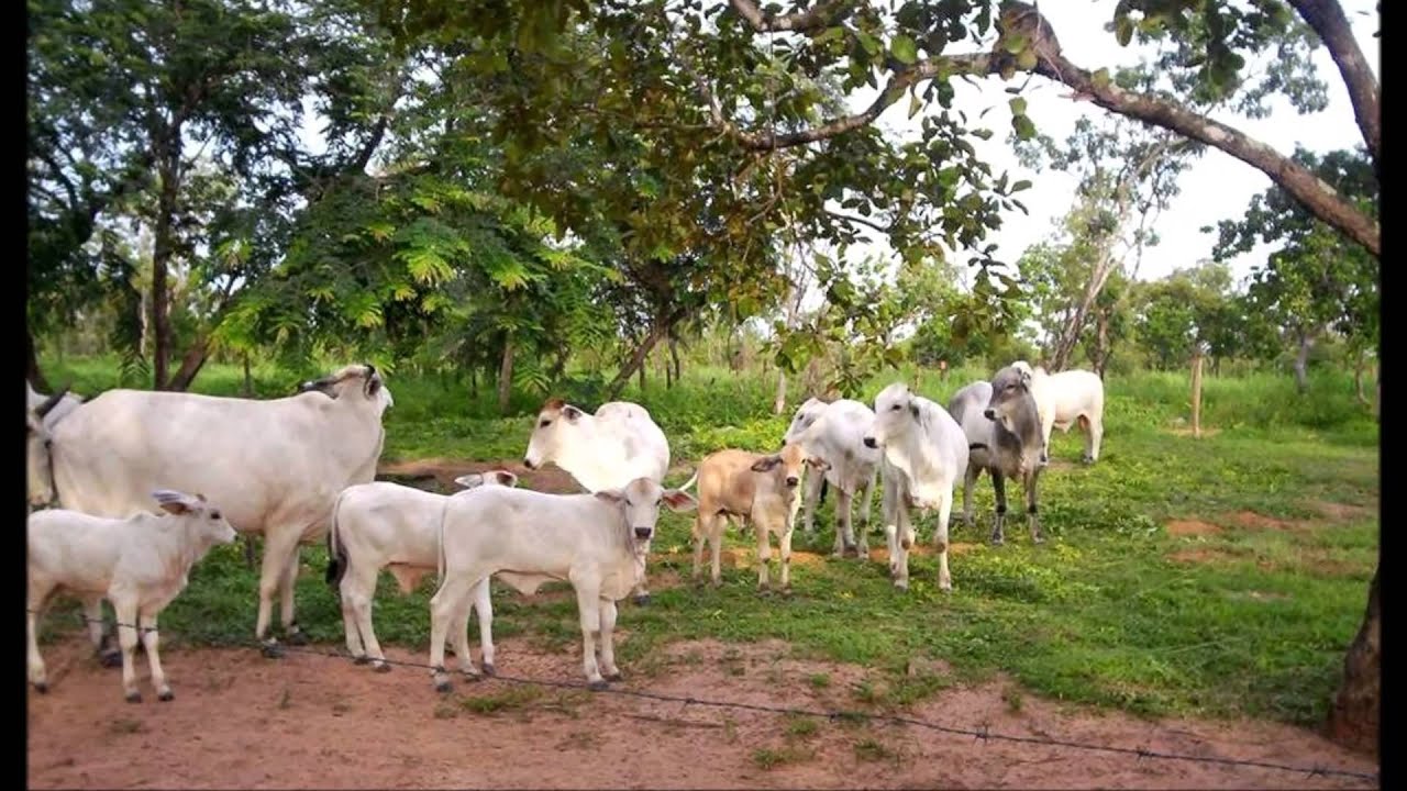 A calabozo con cariño