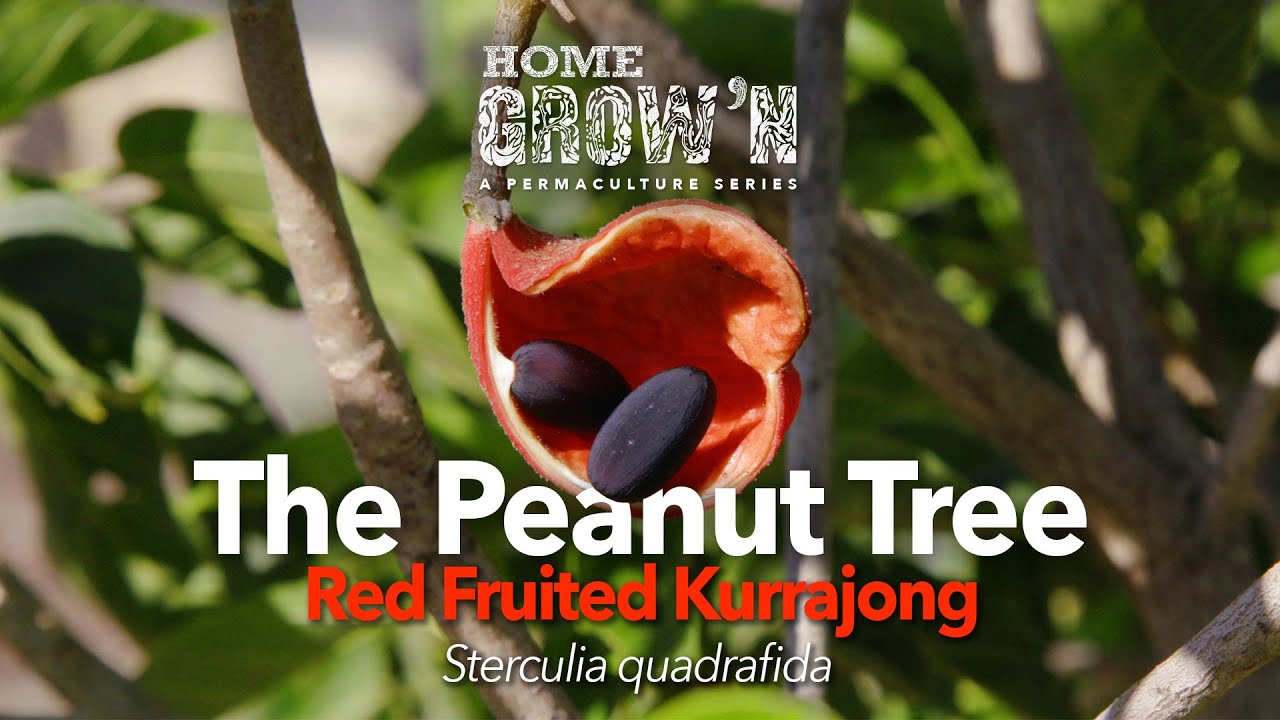EP #11 - What the Peanut Tree tastes like: Red Fruited Kurrajong, Sterculia quadrafida | Home Grow’n