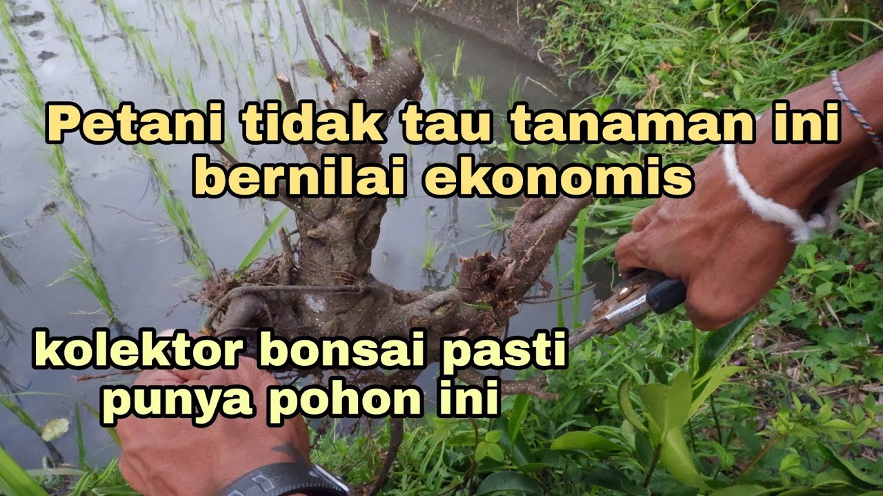 Tanaman bonsai yang banyak tumbuh di pingir sawah
