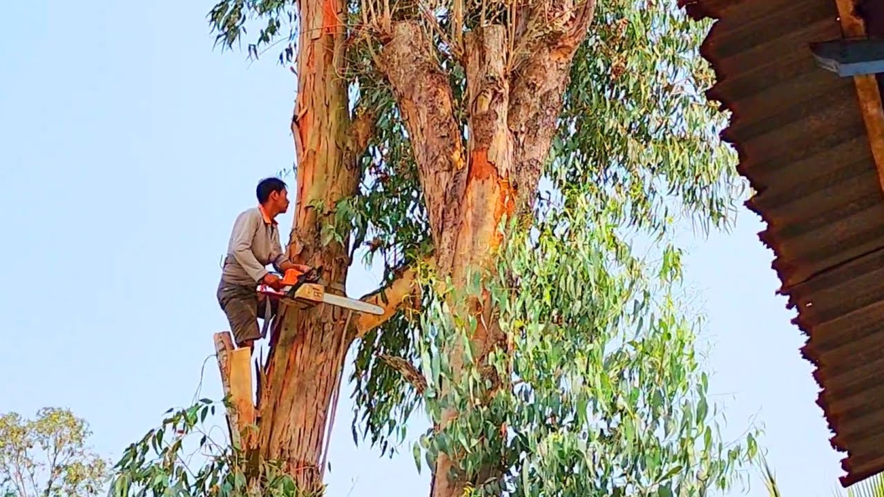 Cưa cây Bạch đàn khổng lồ nghiêng vô nhà / Sawing a giant Eucalyptus tree tilted the house | T548