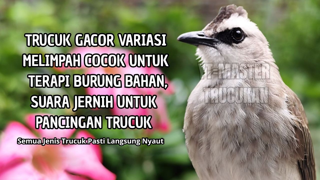 Trucukan GACOR ngalas ROPEL PANJANG suara alam AMPUH buat pancingan jadikan trucuk Gacor GARUDA