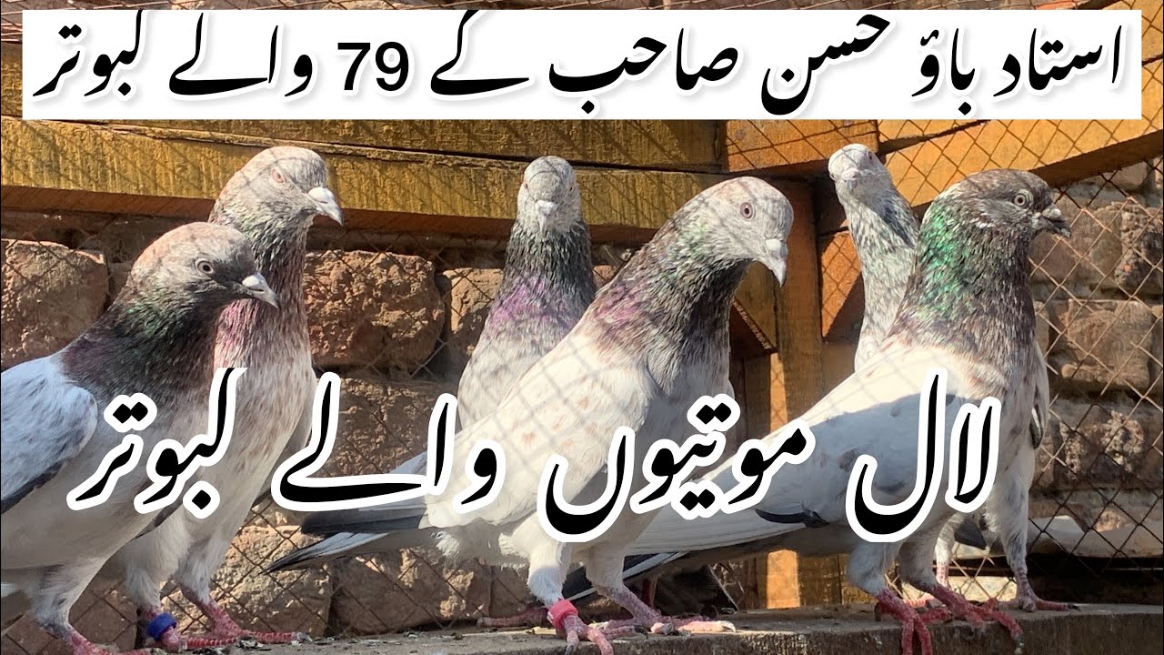 Laal motiyon wale kabootar 79 wale by Kamran Ali (0333-7902551) WhatsApp | لال موتیوں والے کبوتر