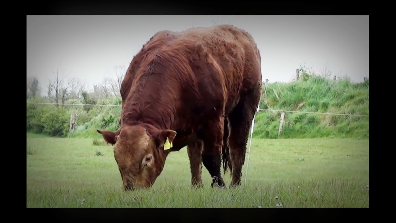 Boyanagh Limousins