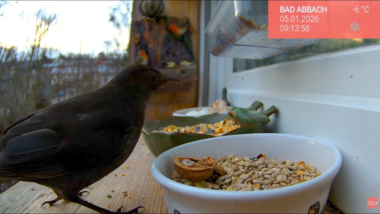 11.02. Vögel ganz nah erleben 🐦 Fensterbrett live