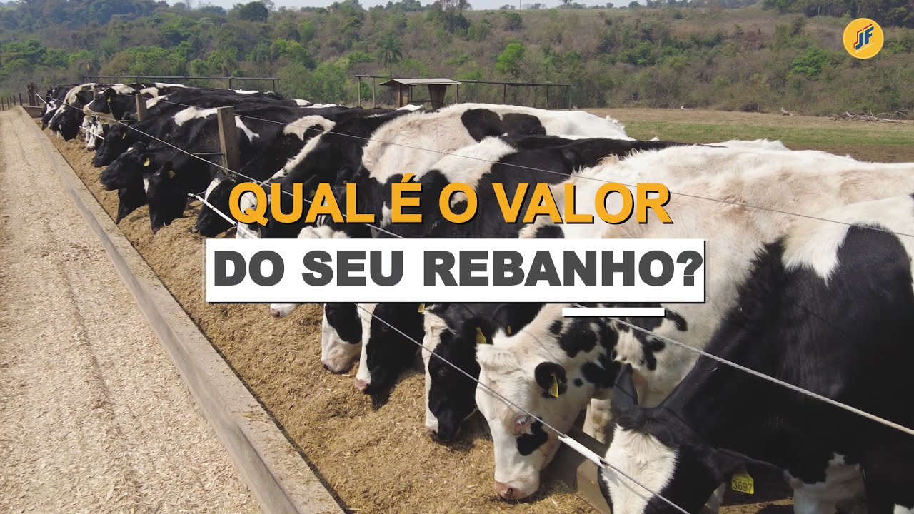 JF C120 e JF C120AT - As Colhedoras de Forragem preferidas pelos produtores de todo o mundo
