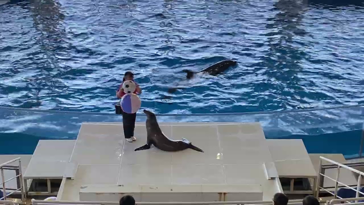 大洗水族館オーシャンライブ　イルカアシカショー26/01/14-14:30