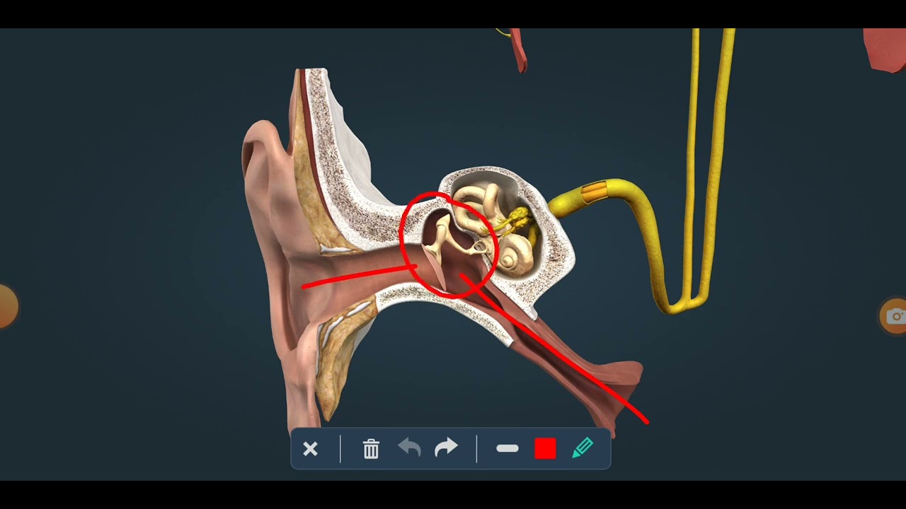 تركيب الاذن 3d | المستقبلات الآلية | الوحدة الأولى