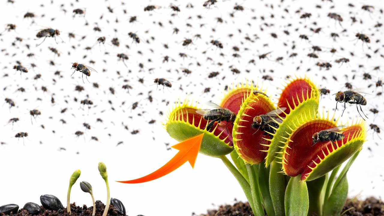 “From Seed to Deadly Venus Flytrap”