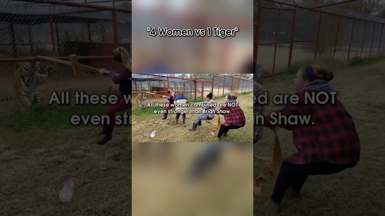 Lion Vs Tiger | Tug Of War comparison #shorts  @mrmuscle007 @containternet9290