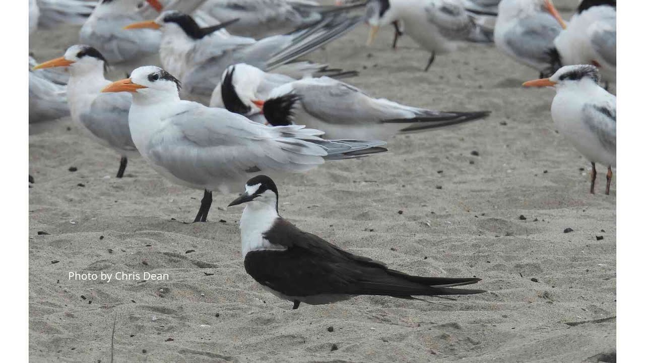 The Los Angeles County Bird List | Birding Tools and Resources