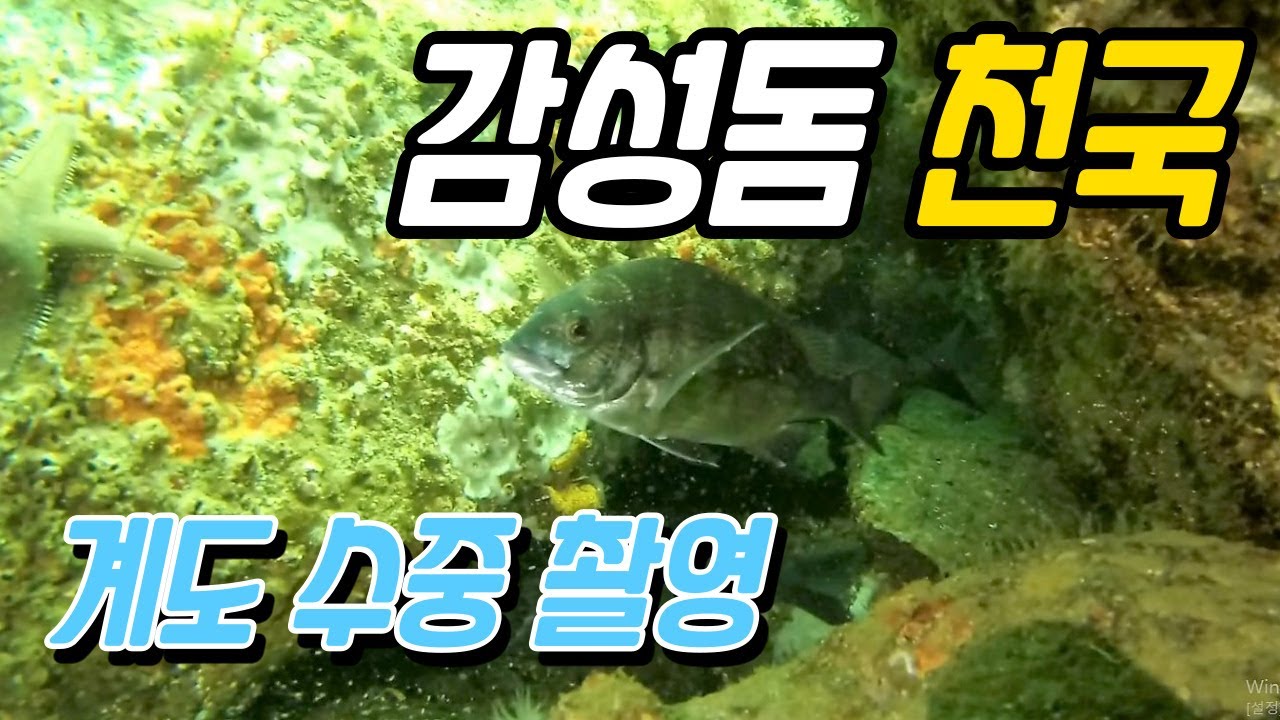 거제 계도 좌대 수중엔 감성돔이 바글바글!!//거제도 낚시,가조도낚시 감성돔 포인트//거제 낚시/계도 좌대낚시/해상펜션 낚시/계도어촌체험마을