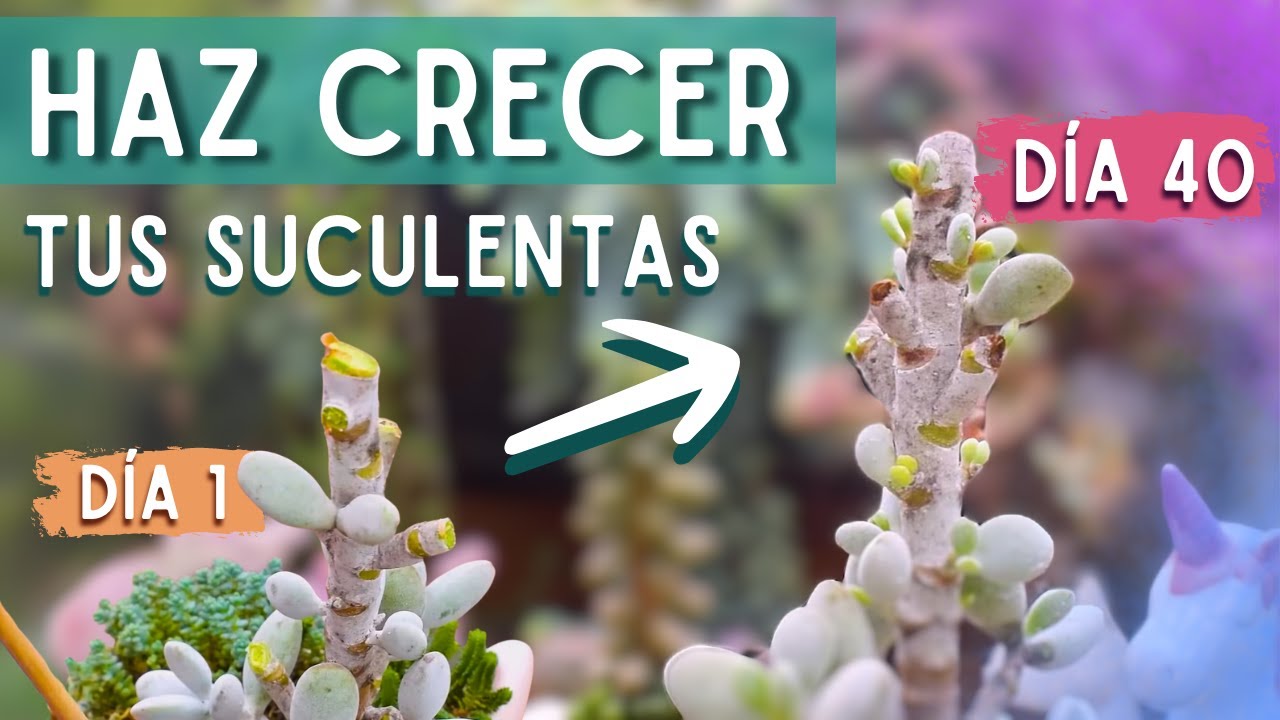 ¡¡CÓMO CRECEN DESPUÉS DE CORTAR!!😯| A 40 DÍAS DEL VIDEO DE CORTE✂️🌱