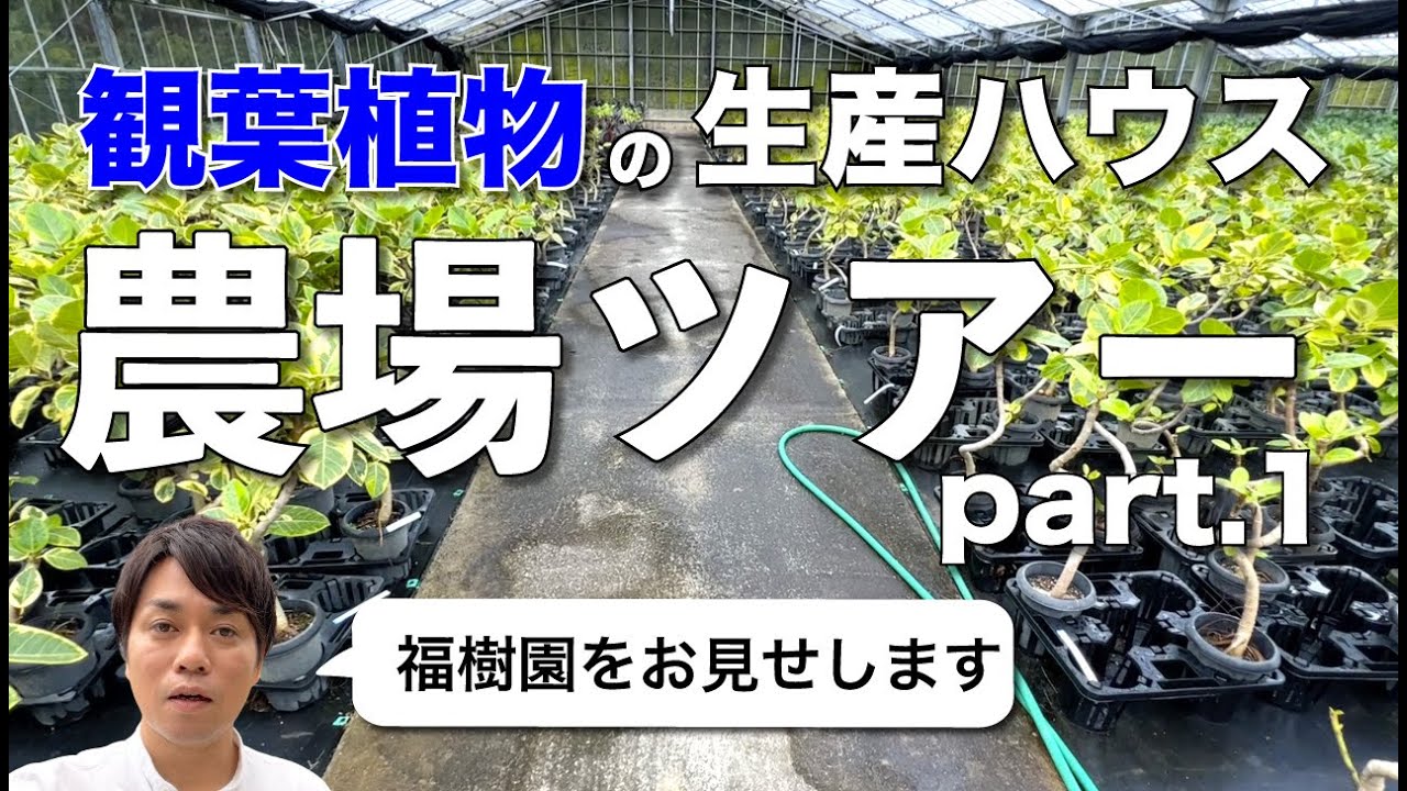福樹園の農場を案内しますpart.1【観葉植物】