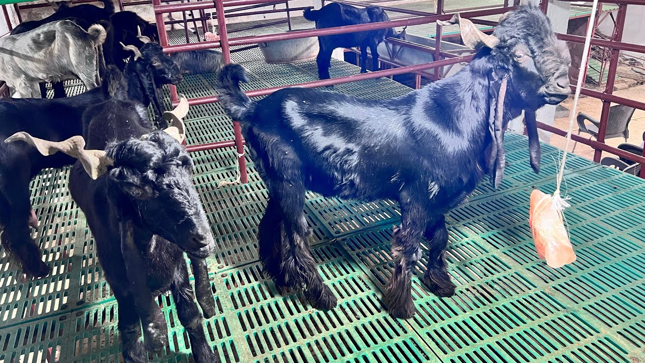 Daira Din Panah Goat Farming in Pakistan |  DDP Goat Modern Goat Farming l لاموچڑھ بکریاں پالنا
