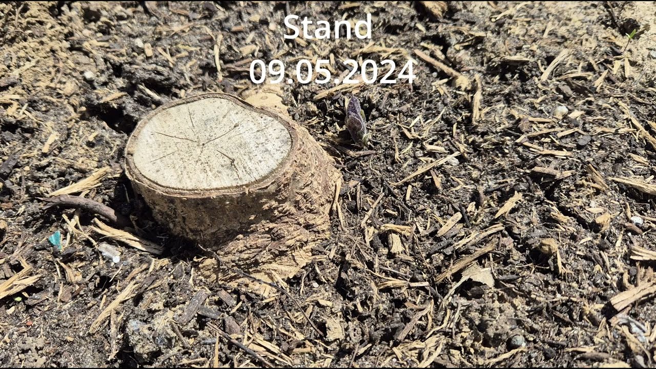 Zwischenstand Paulownia Jahr 2, 2024