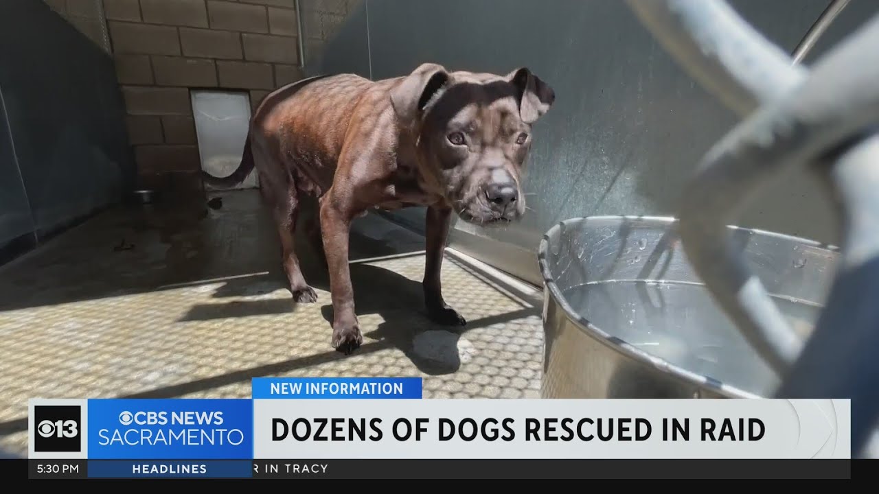73 dogs rescued in Turlock raid are considered evidence