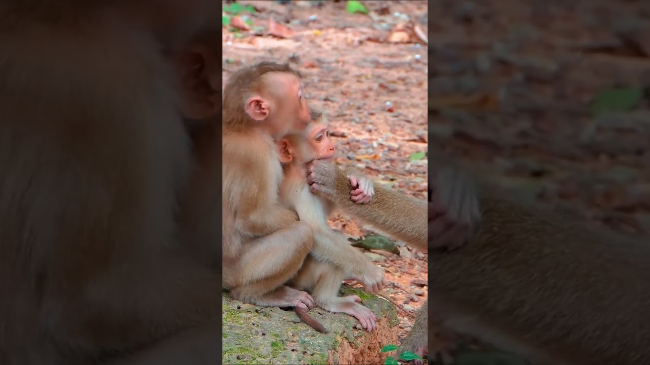 Life of Monkeys: The larger monkey is protecting the smaller monkey when its mother is absent.