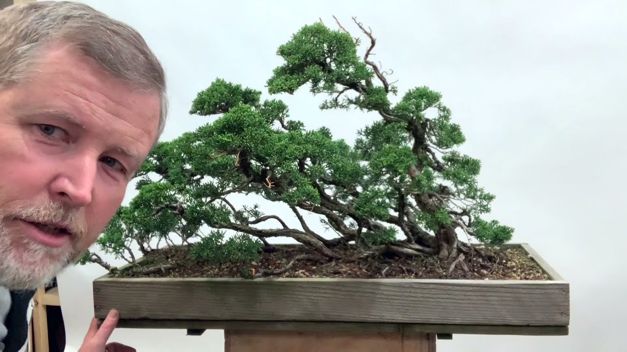 Bonsaify | Juniper Raft Style Bonsai: Cleanup and Refinement