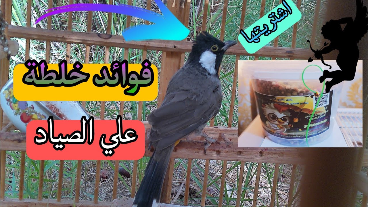 فوائد خلطة علي الصياد لبلايل