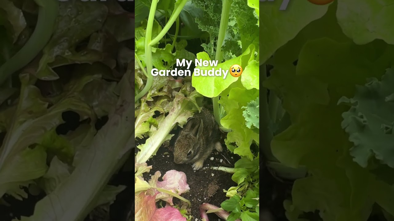 He’s so cute 🥺 I don’t mind if he takes a nibble of my lettuce 😅 
