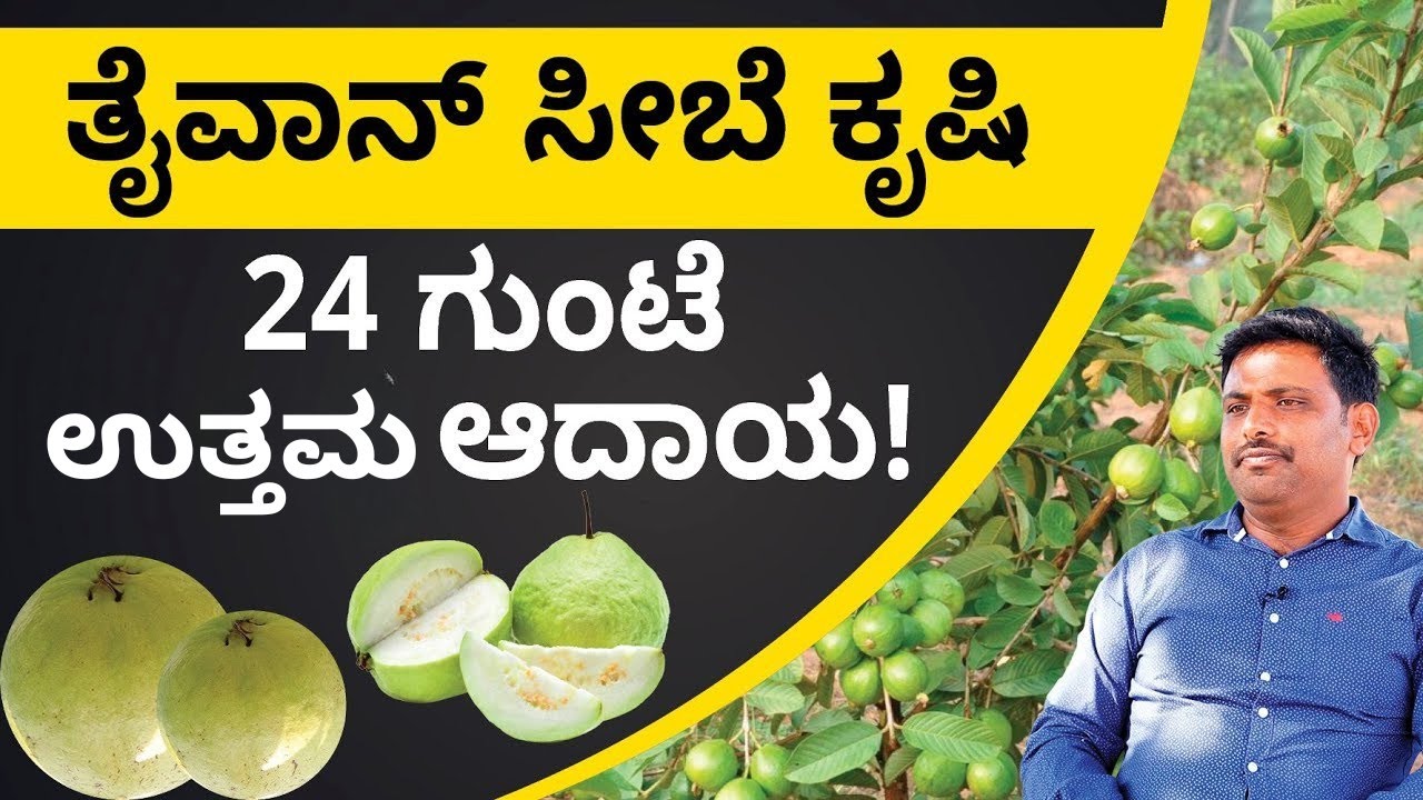 Taiwan Guava Farming in Kannada - How to Start Taiwan Guava Farming? | Abhishek Ramappa