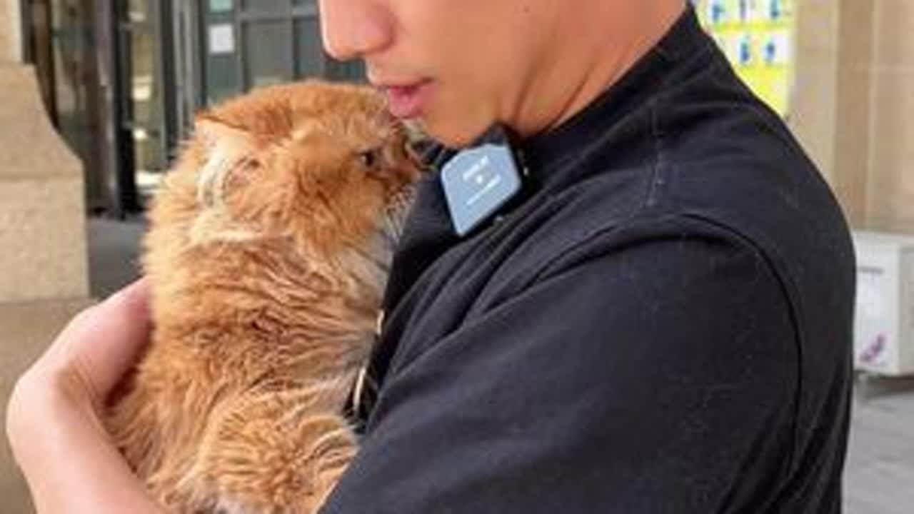 小姐姐怀孕不能养猫，捡漏红金拿破仑#米努特矮脚猫 #新手养猫 #家富说猫