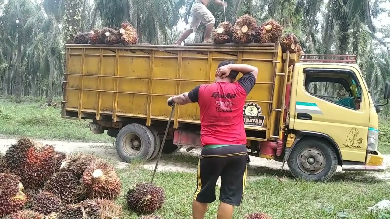 muat buah 8 ton sendiri picing mata yg penting asal ada yg di atas...