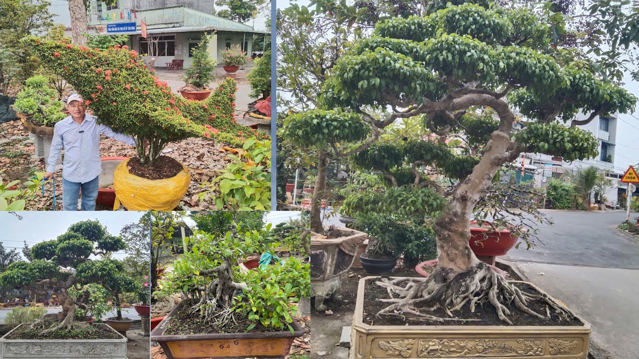 Mười kiểng 📲0766920780 GL bộ 3 sanh nam điền khủng siêu phẩm mái bay trang đỏ si tào chào bán